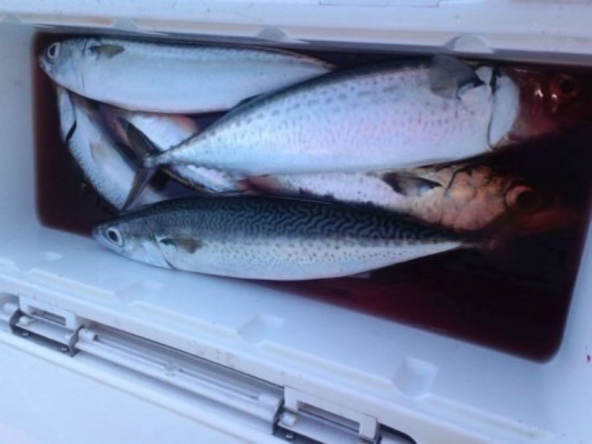 あつんどさんの釣果 1枚目の画像