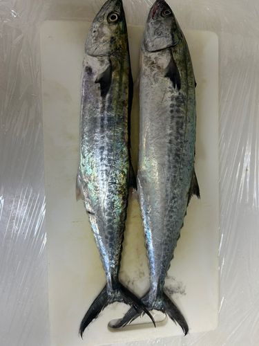 サゴシの釣果