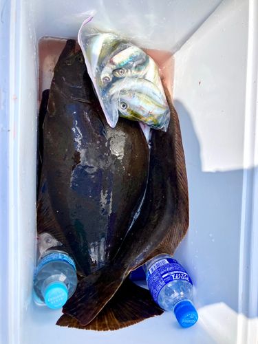 ヒラメの釣果