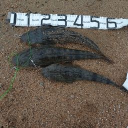 マゴチ