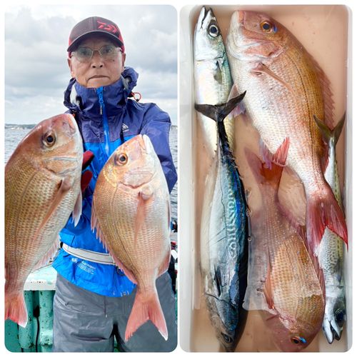 マダイの釣果