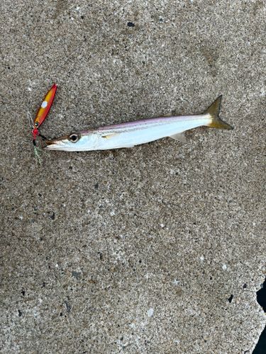 カマスの釣果