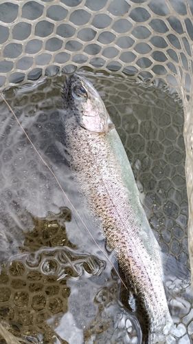 ニジマスの釣果