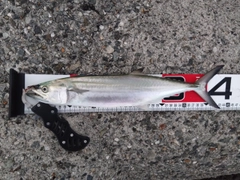 サワラの釣果