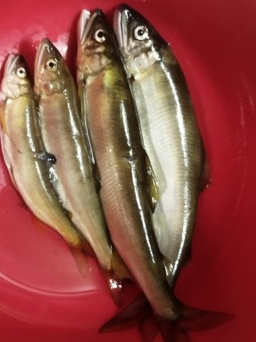 アユの釣果