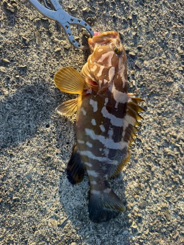 クエの釣果