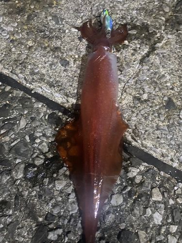ケンサキイカの釣果