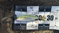 ワカシの釣果