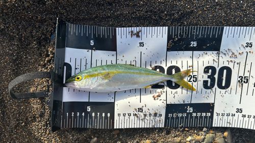 ワカシの釣果