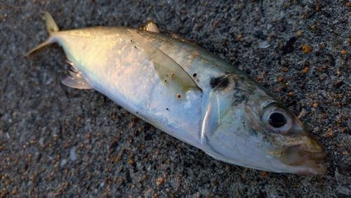 マルアジの釣果
