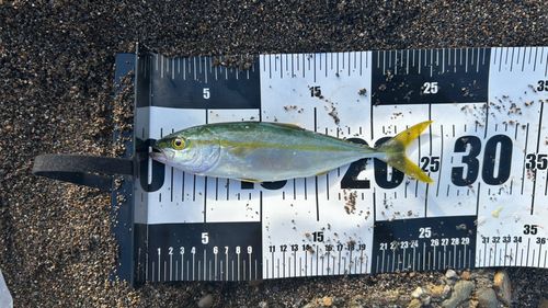 ワカシの釣果