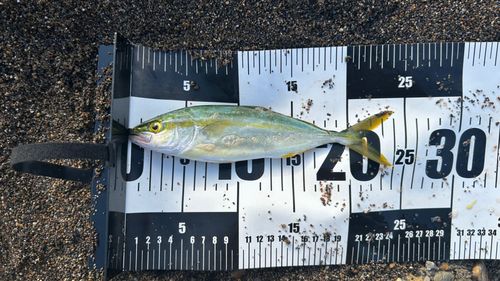 ワカシの釣果