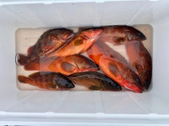 アカハタの釣果