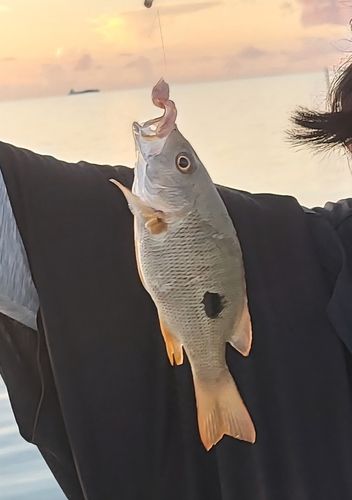 クロホシフエダイの釣果