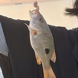 クロホシフエダイ