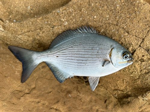 イスズミの釣果