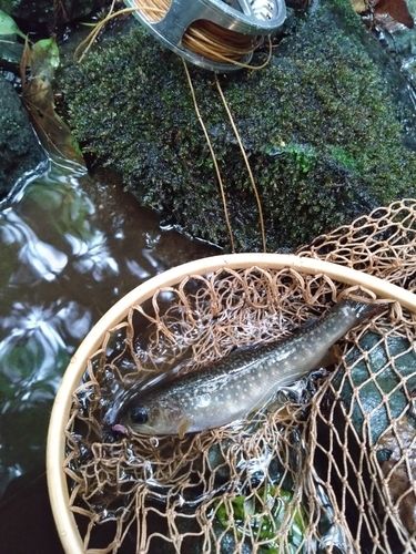イワナの釣果