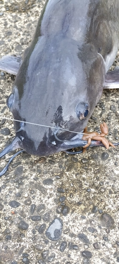 アメリカンキャットフィッシュの釣果