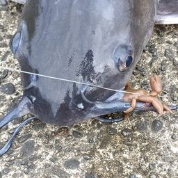 アメリカンキャットフィッシュ