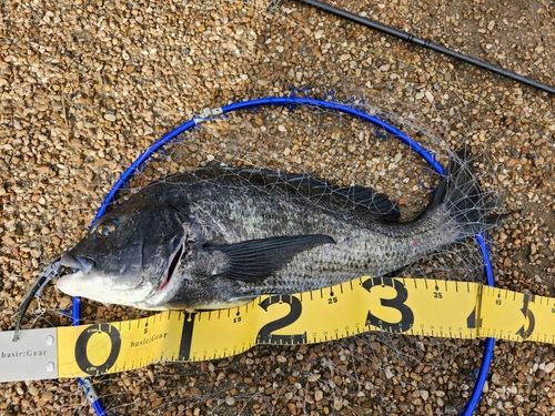 チヌの釣果