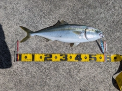 イナダの釣果
