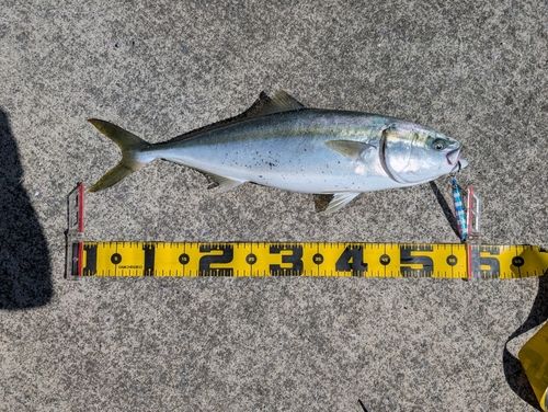イナダの釣果