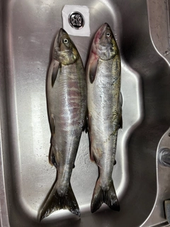 シロザケの釣果