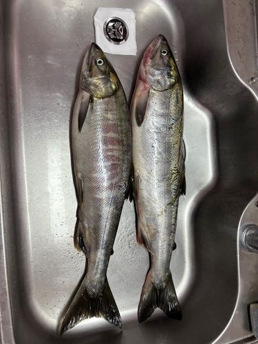 シロザケの釣果