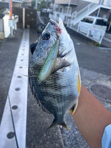 キビレの釣果