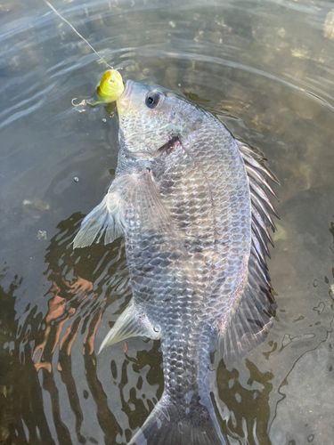 浦戸湾