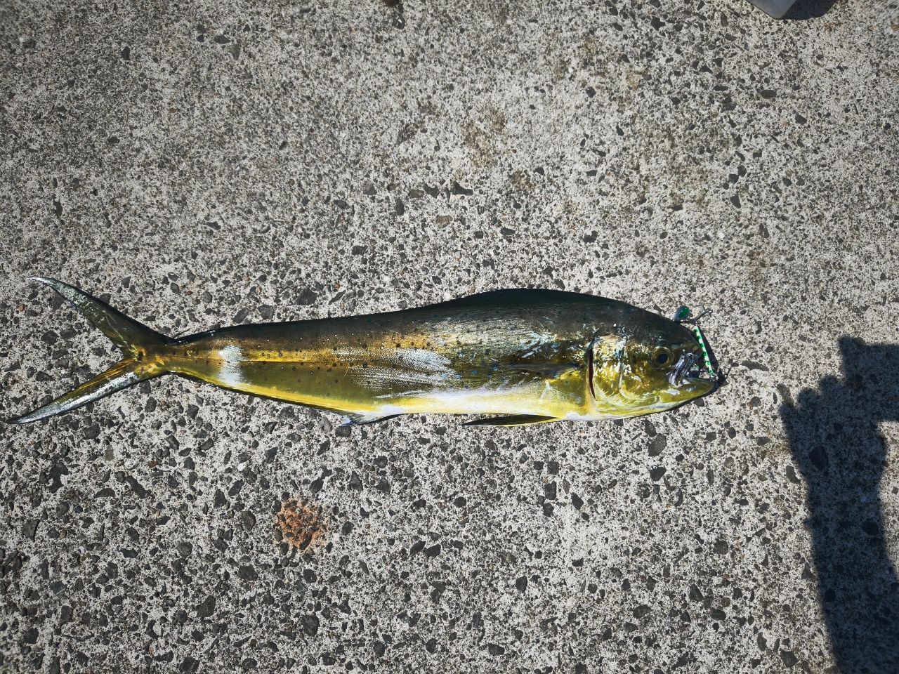 シイラ