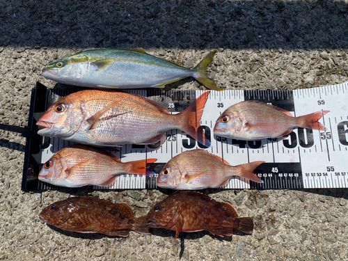 マダイの釣果