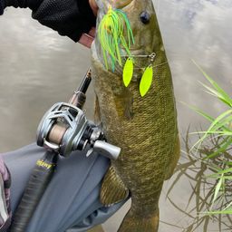 スモールマウスバス