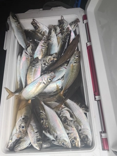 マアジの釣果