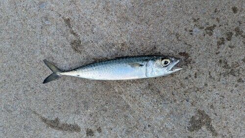サバの釣果