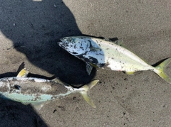 フクラギの釣果