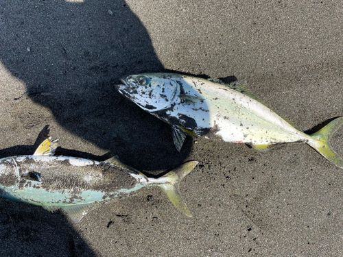フクラギの釣果