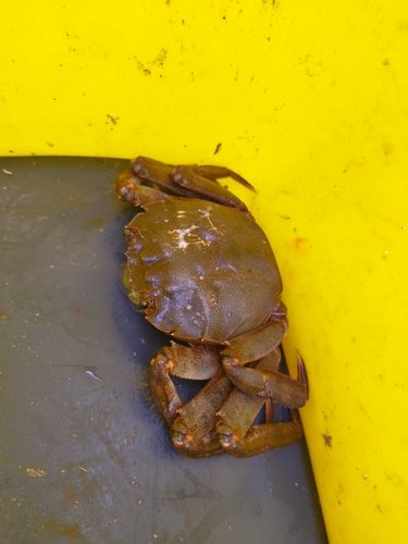 モクズガニの釣果