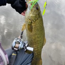 スモールマウスバス