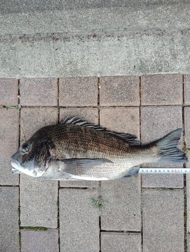 クロダイの釣果