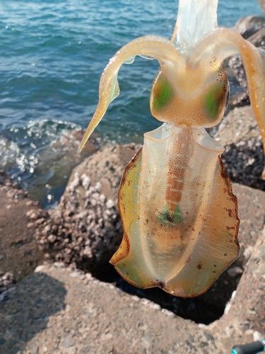 アオリイカの釣果