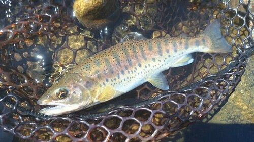 ヤマメの釣果