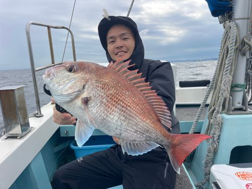 マダイの釣果