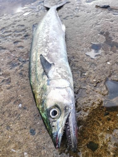 サゴシの釣果