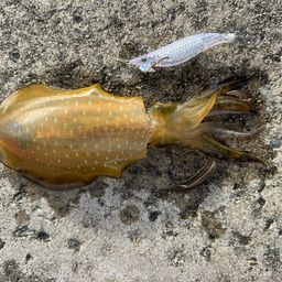 アオリイカ
