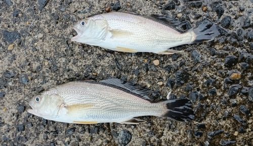 イシモチの釣果