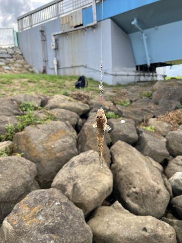 旧江戸川河口