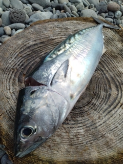 スマガツオの釣果