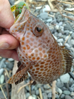 オオモンハタの釣果