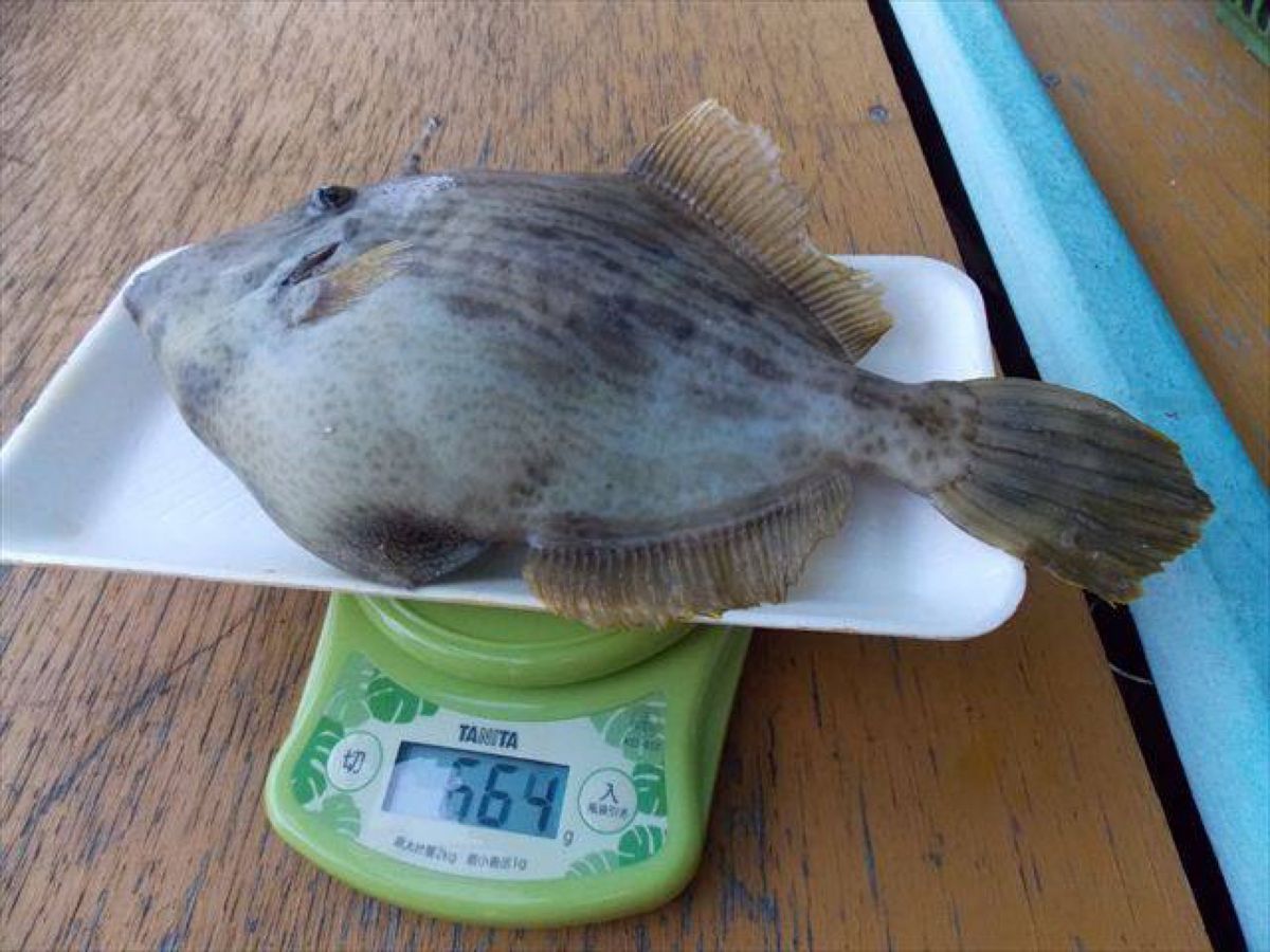 あつんどさんの釣果 2枚目の画像